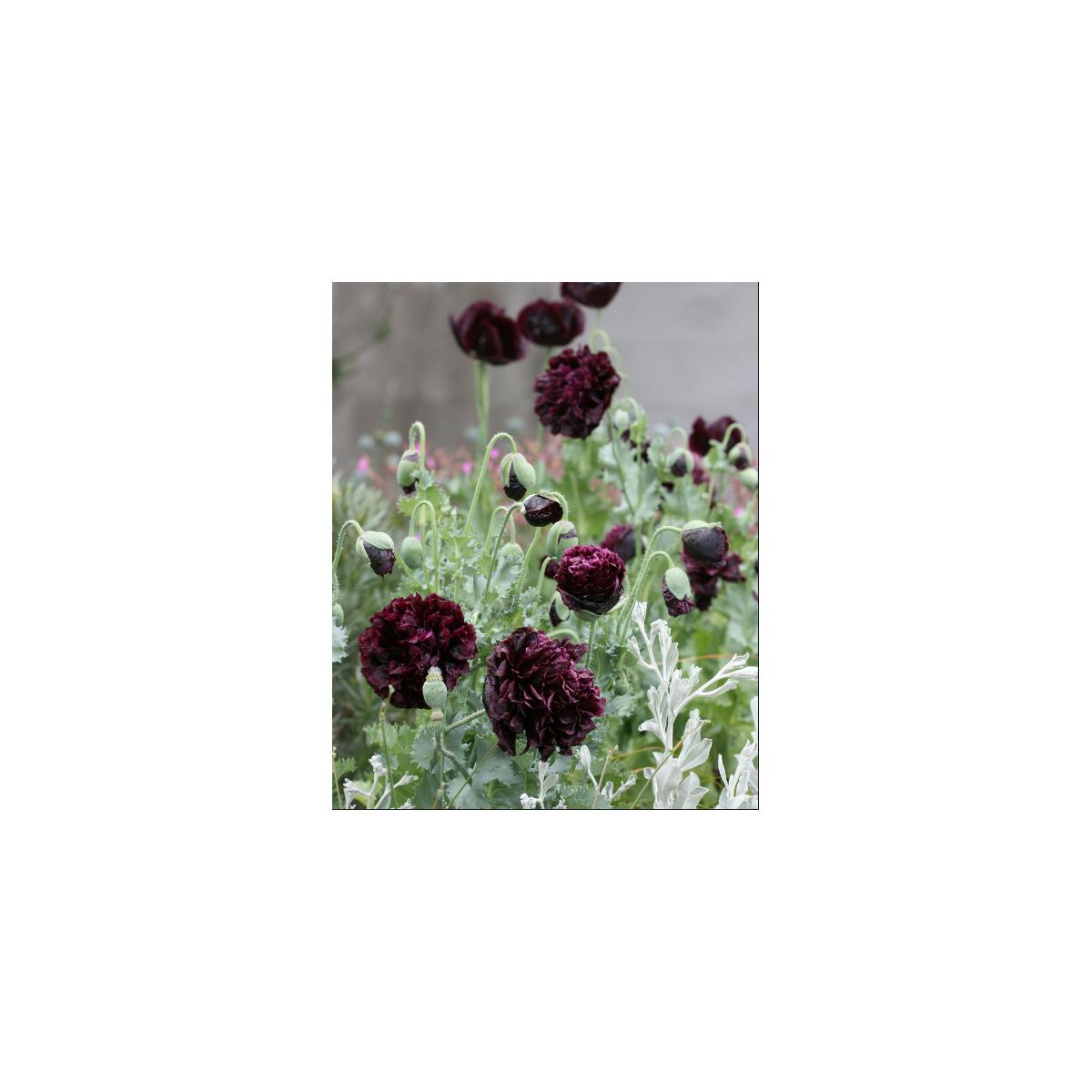 Mák Black Swan - Papaver somniferum - semena - 20 ks
