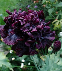 Mák setý černý - Papaver paeoniflorum - semena  - 0,1 g