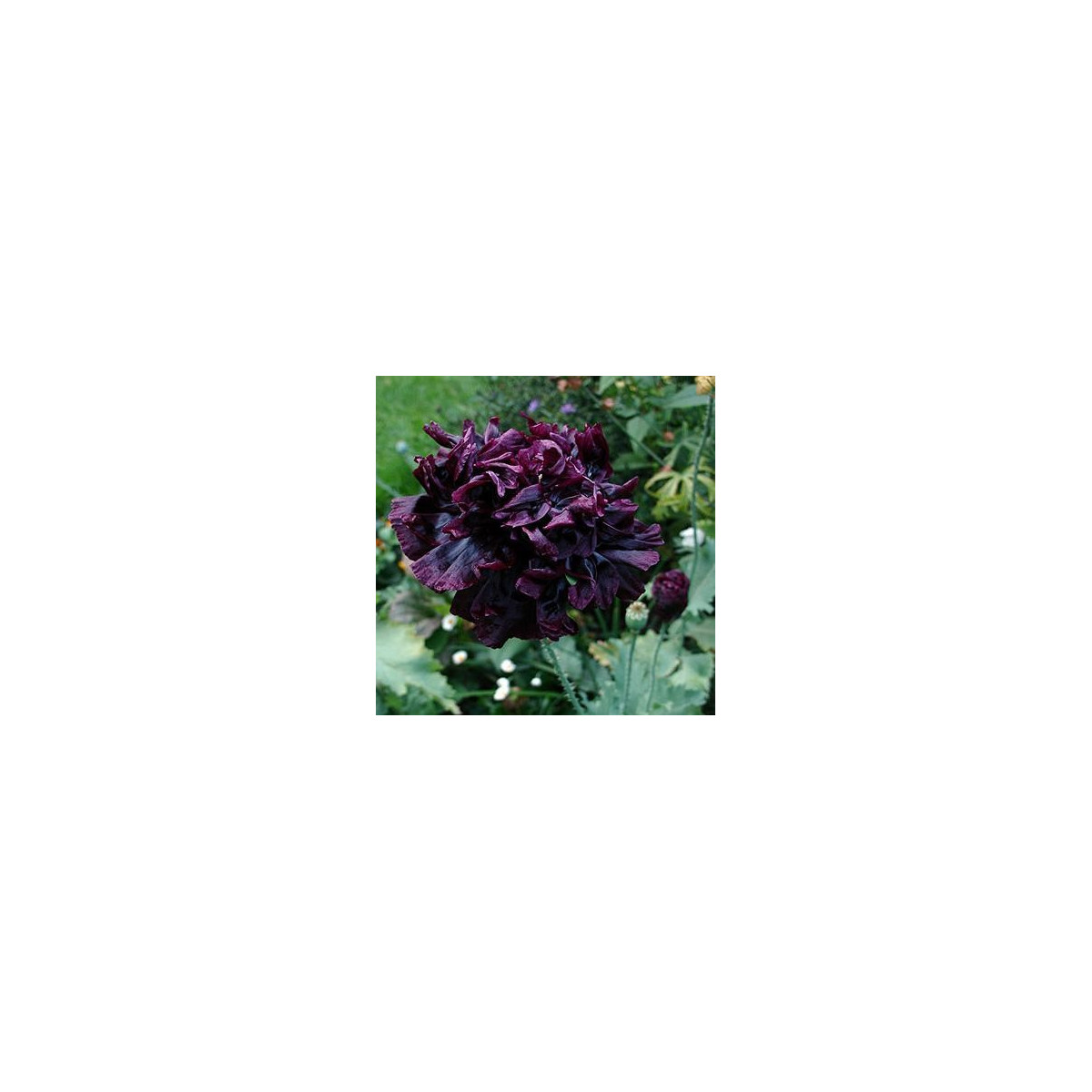 Mák setý černý - Papaver paeoniflorum - semena  - 0,1 g