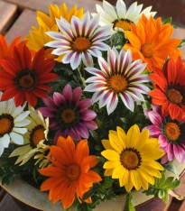 Gazánie zářivá směs barev - Gazania splendes - semena - 50 ks