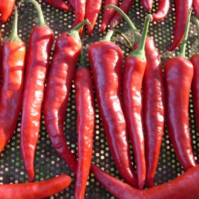 Chilli Kim Chi - Capsicum chinense - semena - 6 ks