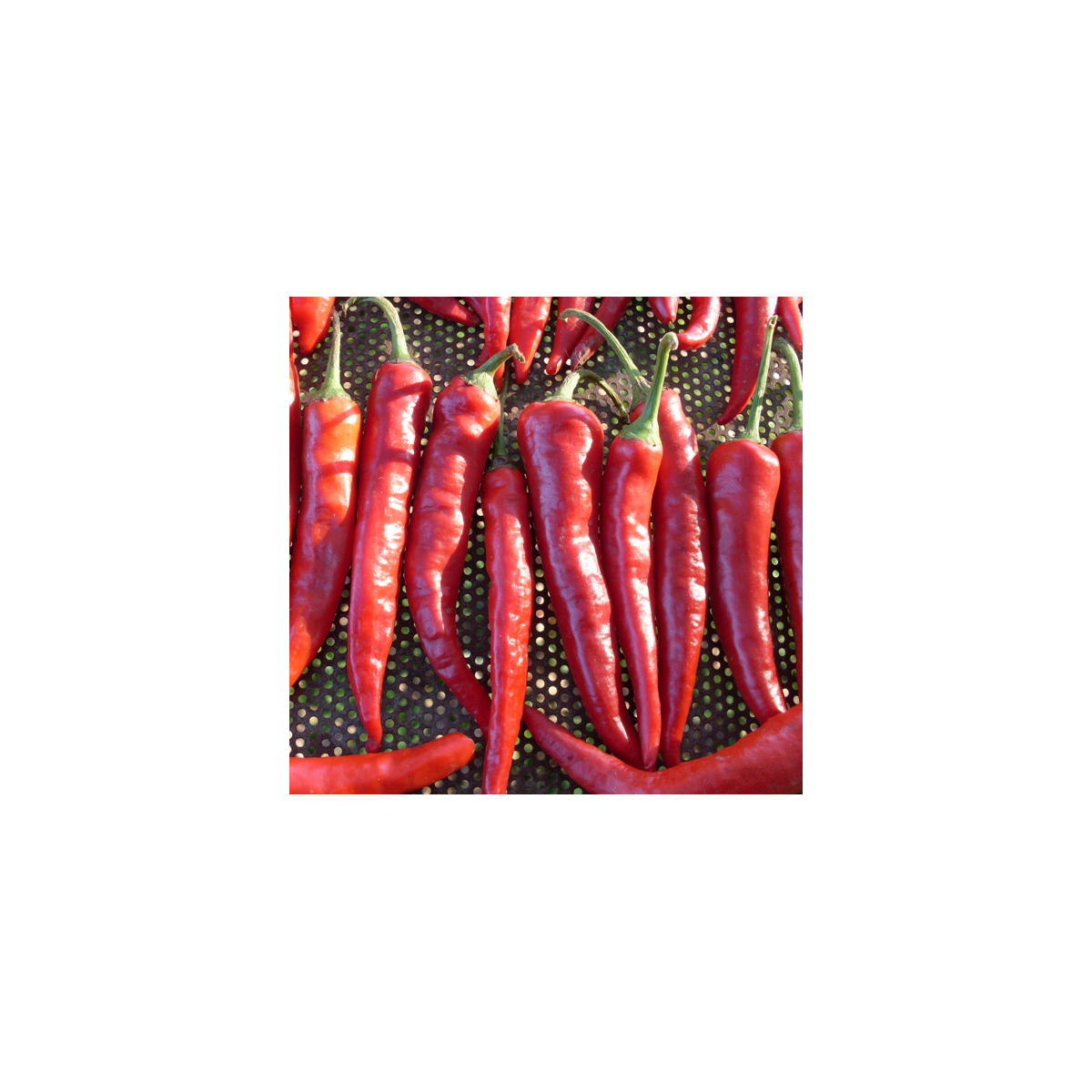 Chilli Kim Chi - Capsicum chinense - semena - 6 ks