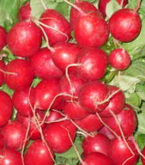 Ředkvička Knacker - Raphanus sativus L. - semena - 0,5 g