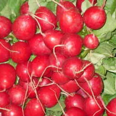 Ředkvička Knacker - Raphanus sativus L. - semena - 0,5 g