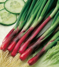 Cibule červená Redmate - Allium cepa - semena - 100 ks