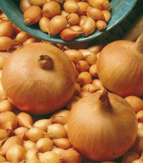 Cibule kuchyňská Sturon - Allium cepa - semena - 250 ks