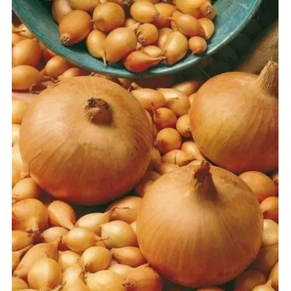 Cibule kuchyňská Sturon - Allium cepa - semena - 250 ks