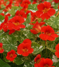 Kapucínka větší Scharlachglanz - Tropaeolum majus - semena - 7 ks