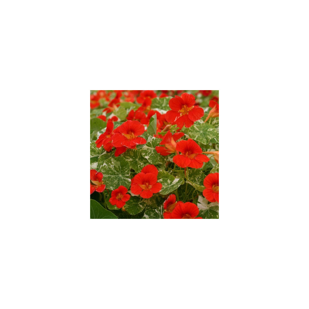 Kapucínka větší Scharlachglanz - Tropaeolum majus - semena - 7 ks