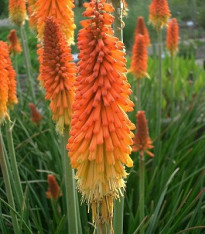 Mnohokvět Hot Poker - Kniphofia uvaria Tritoma - semena - 4 ks