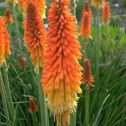 Mnohokvět Hot Poker - Kniphofia uvaria Tritoma - semena - 4 ks