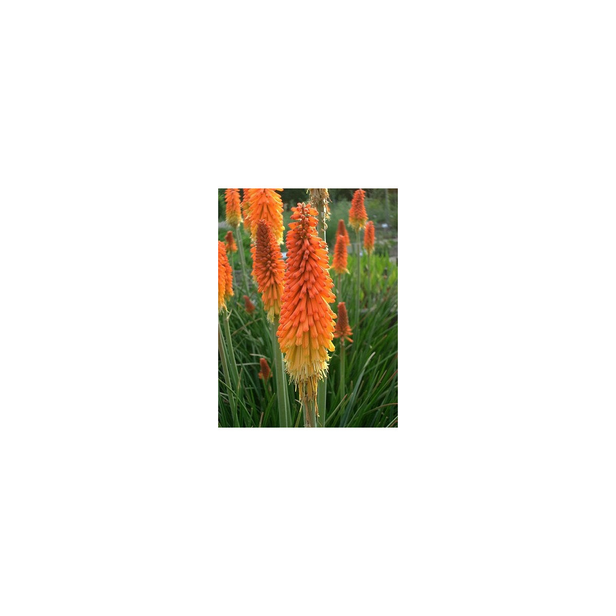 Mnohokvět Hot Poker - Kniphofia uvaria Tritoma - semena - 4 ks