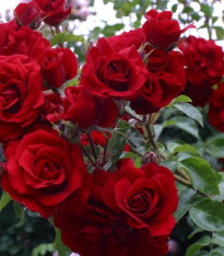 Růže popínavá červená - Rosa - semena - 5 ks