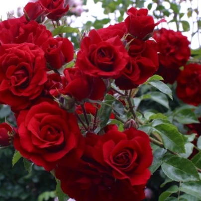 Růže popínavá červená - Rosa - semena - 5 ks