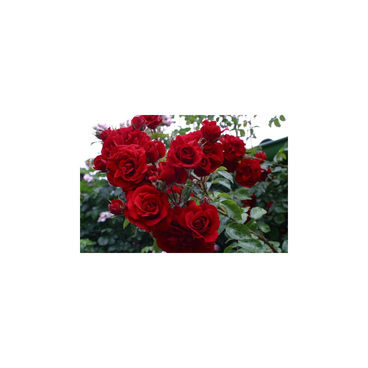 Růže popínavá červená - Rosa - semena - 5 ks