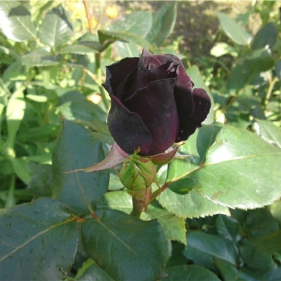 Růže černá Maroon - Rosa - semena - 5 ks