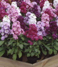 Fiala letní směs Miracle - Matthiola incana - semena - 60 ks