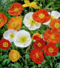 Mák nahoprutý Champagne Bubbles - Papaver nudicaule - semena - 10 ks