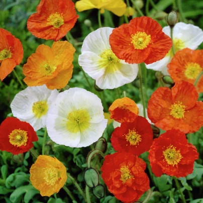Mák nahoprutý Champagne Bubbles - Papaver nudicaule - semena - 10 ks