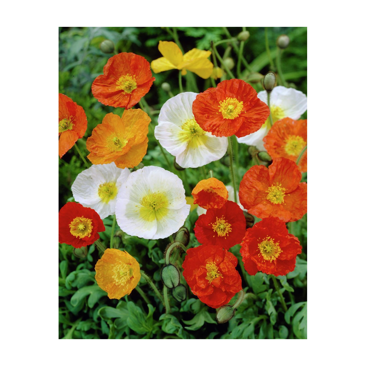 Mák nahoprutý Champagne Bubbles - Papaver nudicaule - semena - 10 ks