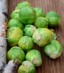 Kapusta růžičková Hilds Ideal - Brassica oleracea - semena - 0,5 g