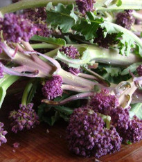 Brokolice raná fialová Rudolph - Brassica oleracea - semena - 30 ks