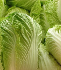 Zelí pekingské Michihili - Brassica rapa ssp. pekinensis - semena - 0,8 g