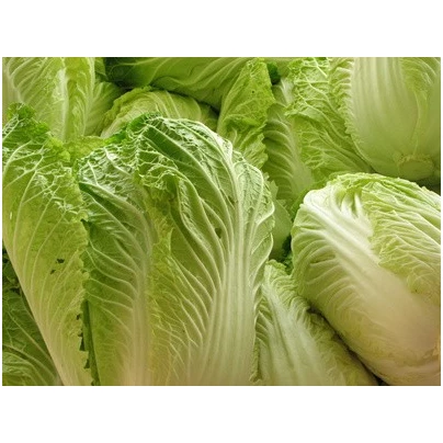 Zelí pekingské Michihili - Brassica rapa ssp. pekinensis - semena - 0,8 g
