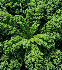 Kadeřávek zelený středně vysoký - semena - 0,9 g