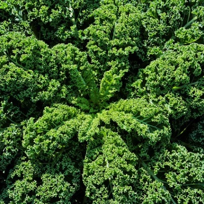 Kadeřávek zelený středně vysoký - semena - 0,9 g