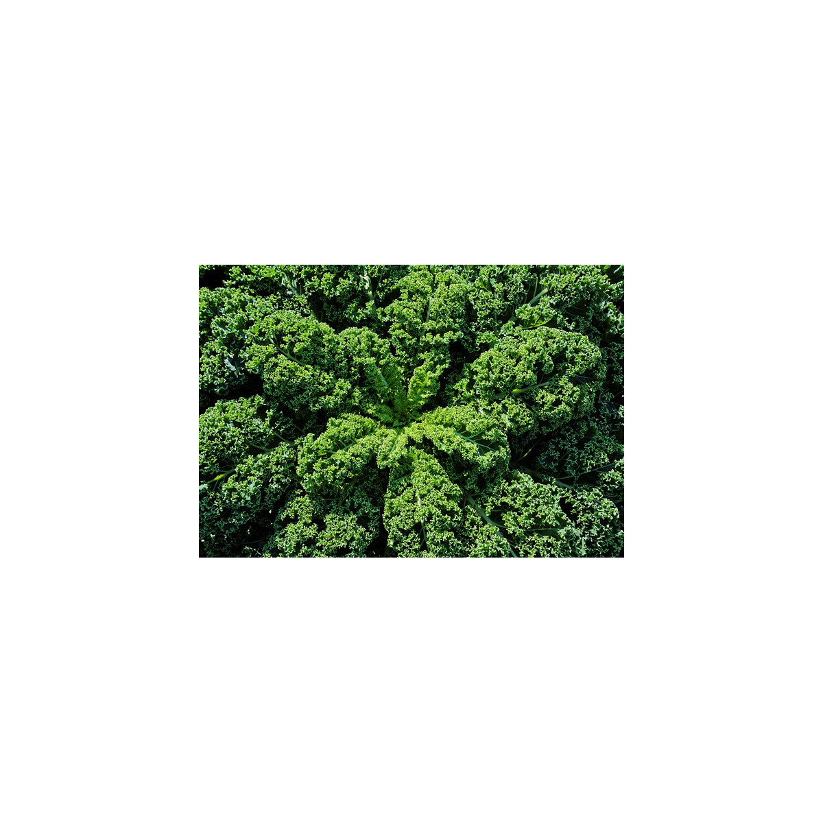 Kadeřávek zelený středně vysoký - semena Kadeřávku - 0,9 gr 