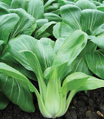 Pak Choi čínské zelí Sagami - Asijská zelenina - semena - 150 ks
