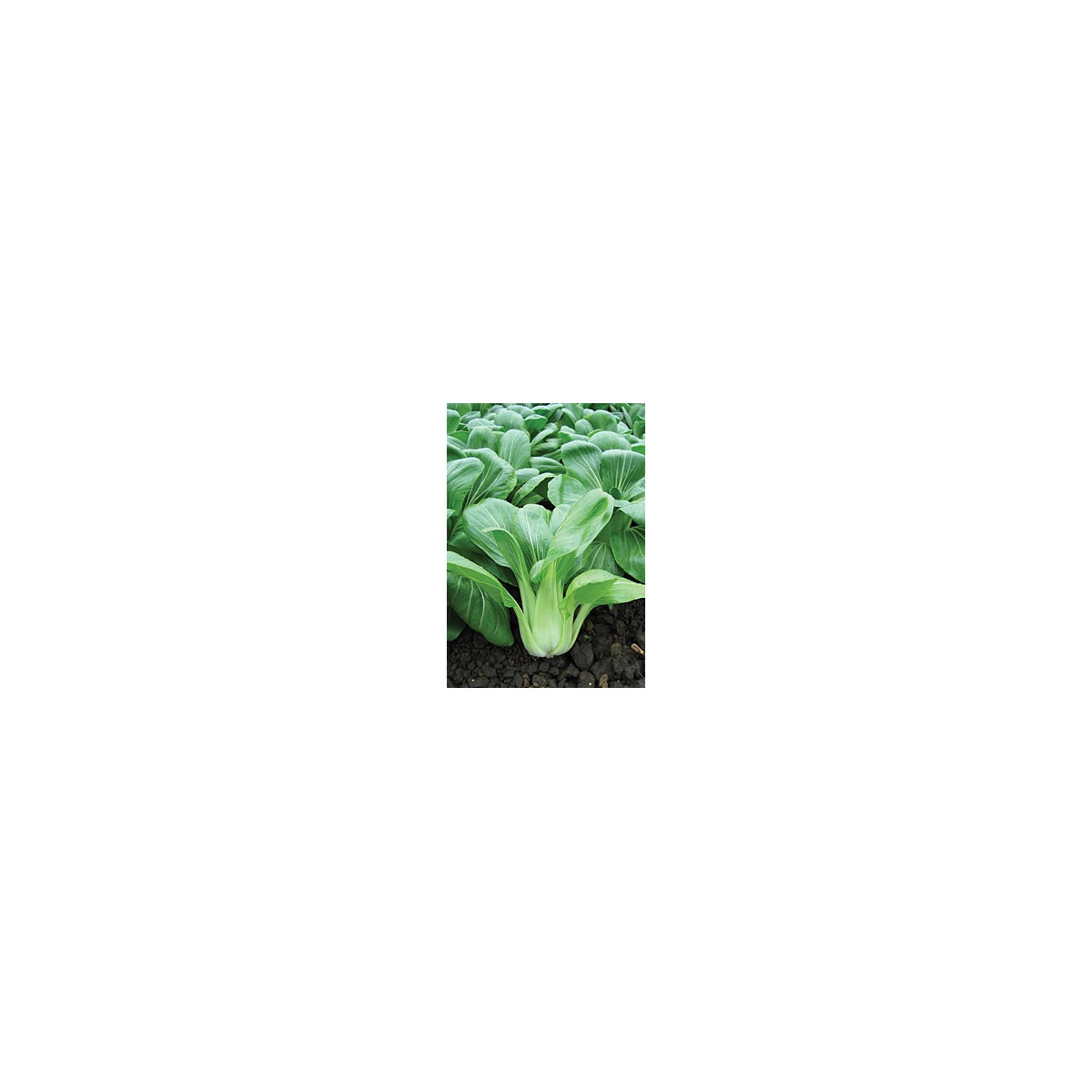 Pak Choi čínské zelí Sagami - Asijská zelenina - semena - 150 ks