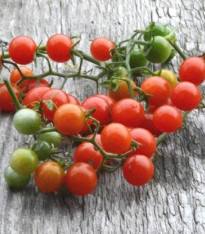 Divoká rajčátka - Solnum pimpinellifolium - semena - 6 ks