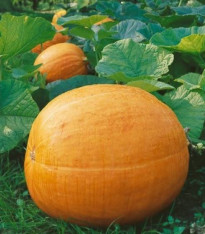 Dýně Big Max - Cucurbita pepo - semena - 4 ks
