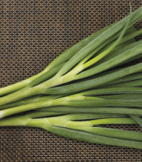 Cibule svazková Freddy - Allium fistulosum - semena - 0,5 g