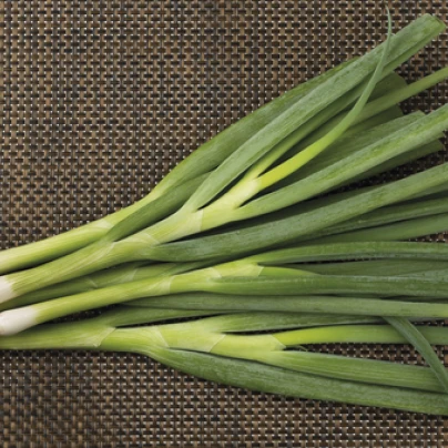 Cibule svazková Freddy - Allium fistulosum - semena - 0,5 g