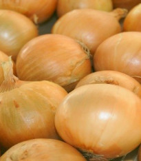 Cibule ozimá Senshyu Yellow - Allium cepa - semena - 100 ks