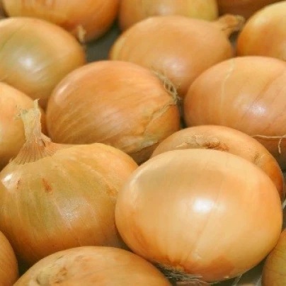 Cibule ozimá Senshyu Yellow - Allium cepa - semena - 100 ks