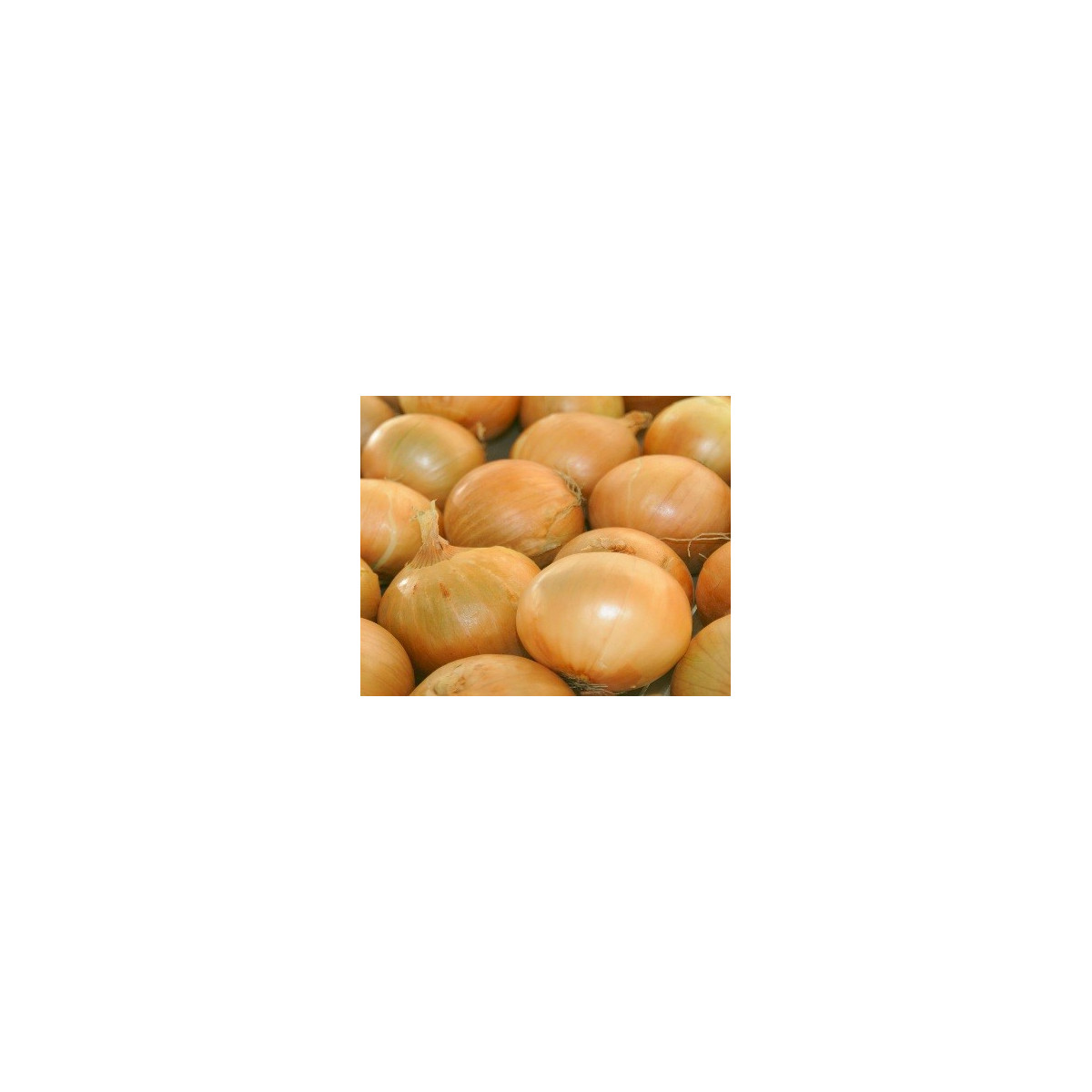 Cibule ozimá Senshyu Yellow - Allium cepa - semena - 100 ks