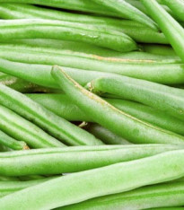 Fazol keříčkový Newton - Phaseolus vulgaris var. nanus - semena - 8 ks