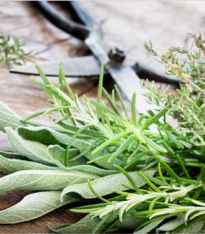 Směs koření pro vaší kuchyni - semena - 0,5 g