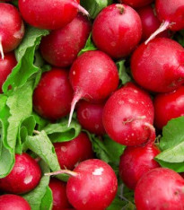 Ředkvička Raxe - Raphanus sativus - semena - 100 ks