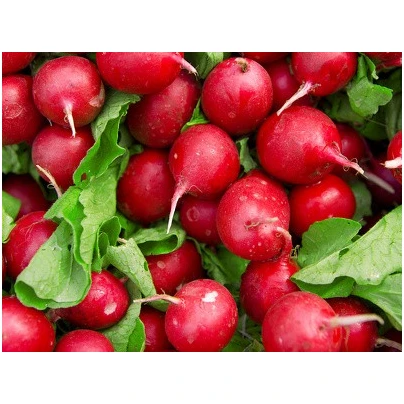 Ředkvička Raxe - Raphanus sativus - semena - 100 ks