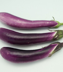 Lilek Pingtung - Solanum melongena - semena - 6 ks