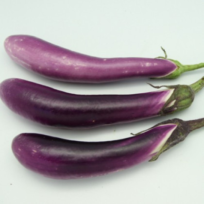 Lilek - Baklažán - Pingtung -  semena - 6 ks - Solanum melongena