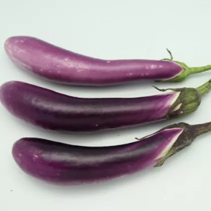 Lilek Pingtung - Solanum melongena - semena - 6 ks