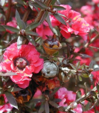 Balmín metlatý - Leptospermum scoparium - semena - 10 ks