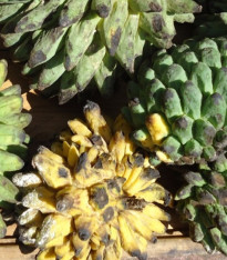 Rolinie - Rollinia deliciosa - semena - 3 ks