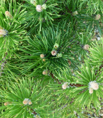 Borovice kleč - Pinus mugo mughus - semena - 5 ks